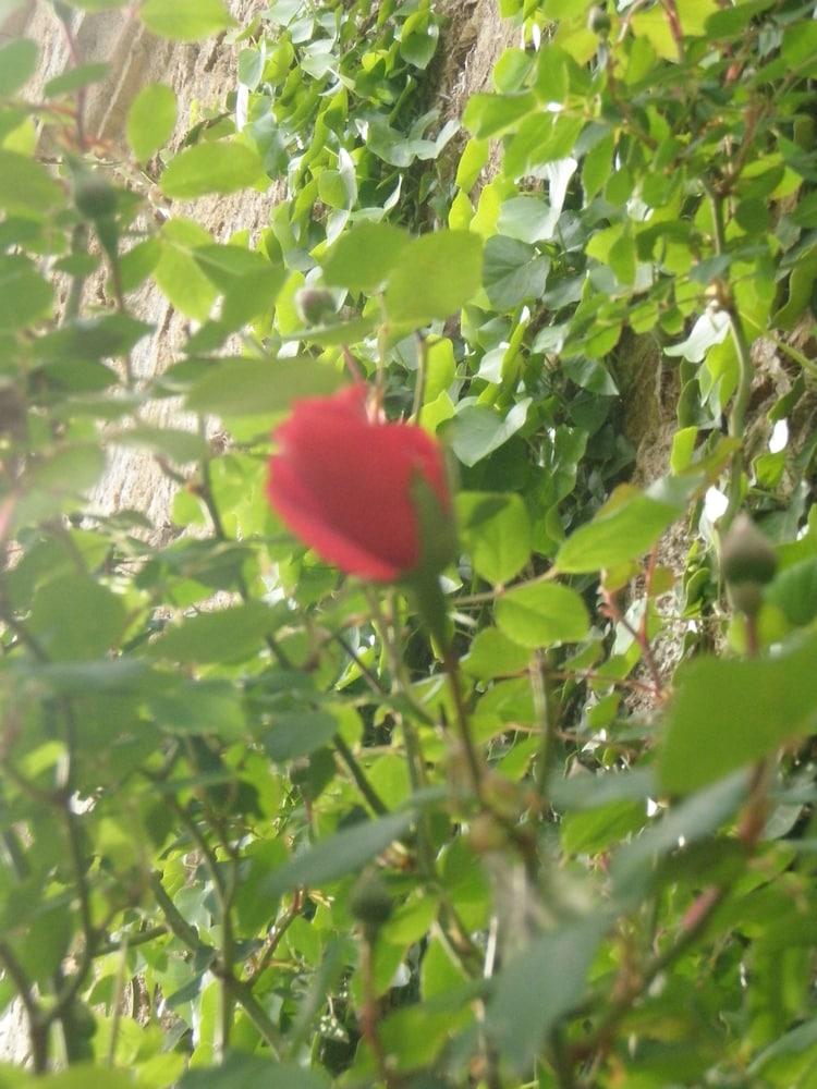 Mas Vilalonga Petit กาสซาเดลาเซลวา ภายนอก รูปภาพ